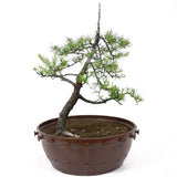 American Larch - D21