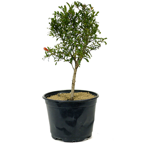 Dwarf Pomegranate Pre-Bonsai - D220