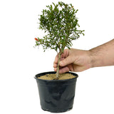 Dwarf Pomegranate Pre-Bonsai - D220