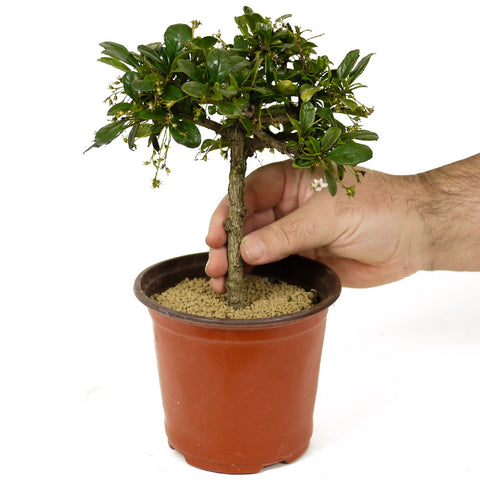 fujian tea bonsai tree Fukien Tea Bonsai Tree, 12 years old, 14" to 20" in Ceramic Bonsai Pot – Stone Lantern