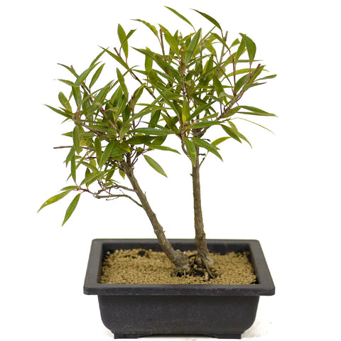Twin Trunk Ficus Neriifolia Bonsai D227