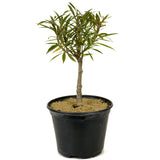 Ficus Neriifolia Pre-Bonsai D228