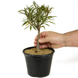 Ficus Neriifolia Pre-Bonsai D228
