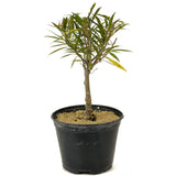 Ficus Neriifolia Pre-Bonsai D228