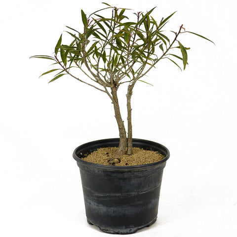 Twin Trunk Ficus Neriifolia Pre-Bonsai D229