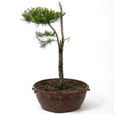 American Larch - D22
