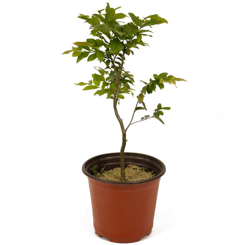 Jaboticaba Pre-Bonsai D230