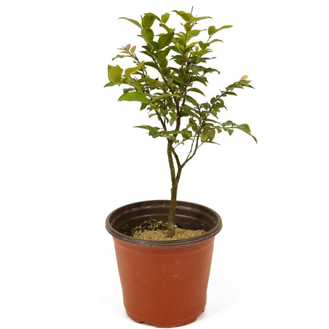 Jaboticaba Pre-Bonsai D231
