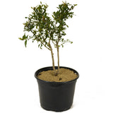 Twin Trunk Pomegranate Pre-Bonsai - D232