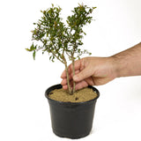 Twin Trunk Pomegranate Pre-Bonsai - D232