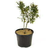 Twin Trunk Pomegranate Pre-Bonsai - D232