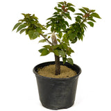 Bougainvillea Pre-Bonsai  - D234