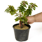 Bougainvillea Pre-Bonsai  - D234