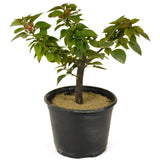 Bougainvillea Pre-Bonsai  - D234