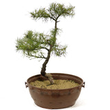 American Larch - D235 (our last Larch of the year)
