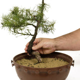 American Larch - D235 (our last Larch of the year)