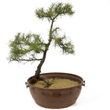 American Larch - D235 (our last Larch of the year)