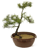 American Larch - D235 (our last Larch of the year)