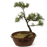 American Larch - D235 (our last Larch of the year)