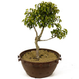 Ficus Too Little Pre-Bonsai D236