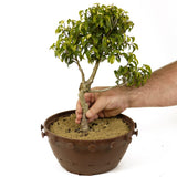 Ficus Too Little Pre-Bonsai D236