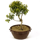 Ficus Too Little Pre-Bonsai D236
