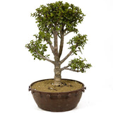 Mini Jade Bonsai D237