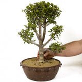 Mini Jade Bonsai D237
