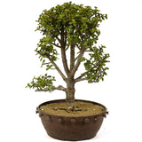 Mini Jade Bonsai D237