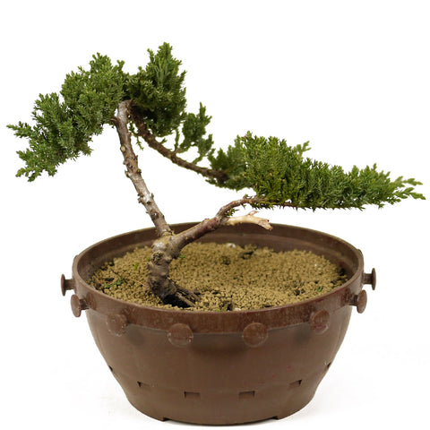Dwarf Japanese Garden Juniper - D238