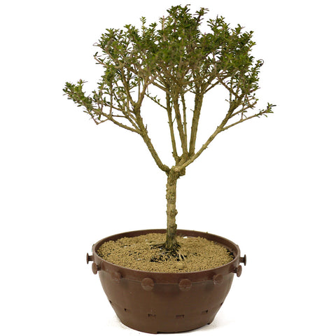 Bahama Berry Bonsai - D239