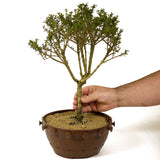 Bahama Berry Bonsai - D239