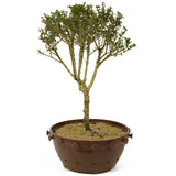 Bahama Berry Bonsai - D239