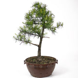 American Larch - D23