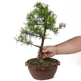 American Larch - D23