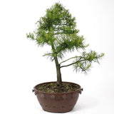 American Larch - D23