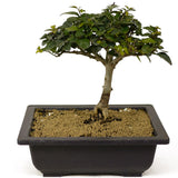 Parrot's Beak Bonsai D240