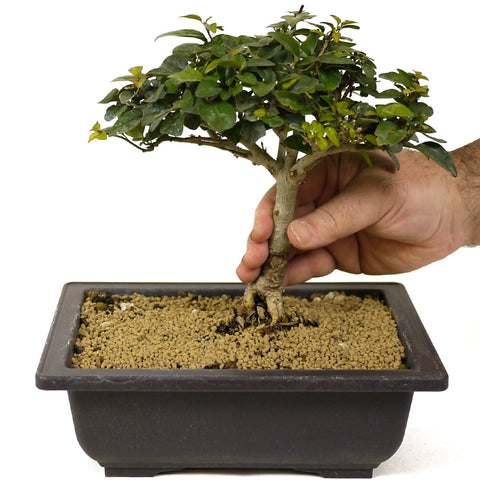 parrot beak bonsai tree Parrot's Beak Bonsai D240 – Stone Lantern