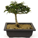 Parrot's Beak Bonsai D240