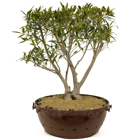Ficus Neriifolia D244