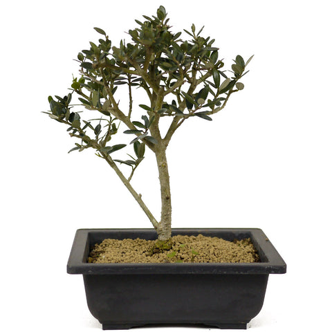 Olive Bonsai - D246