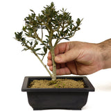 Olive Bonsai - D246