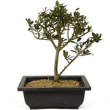 Olive Bonsai - D246