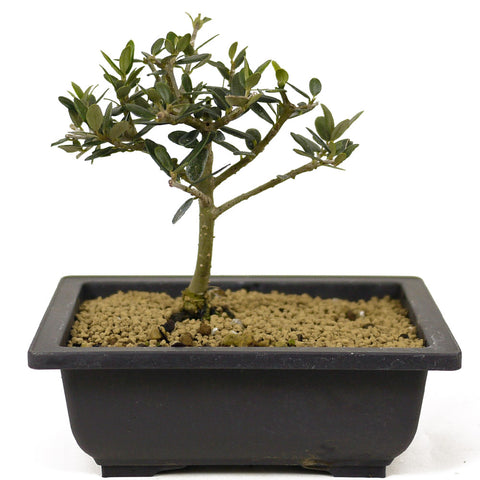 Olive Bonsai - D247
