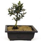 Olive Bonsai - D248