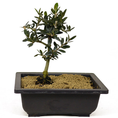 Olive Bonsai - D248