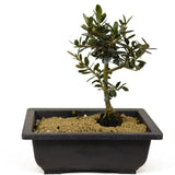 Olive Bonsai - D248