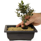 Olive Bonsai - D248