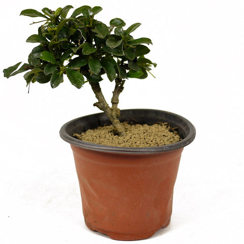 Fukien Tea Pre-Bonsai - D249