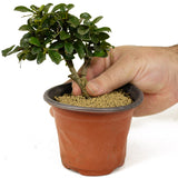 Fukien Tea Pre-Bonsai - D249